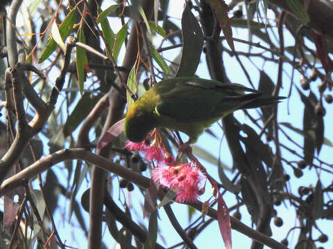 Image of Little Lorikeet