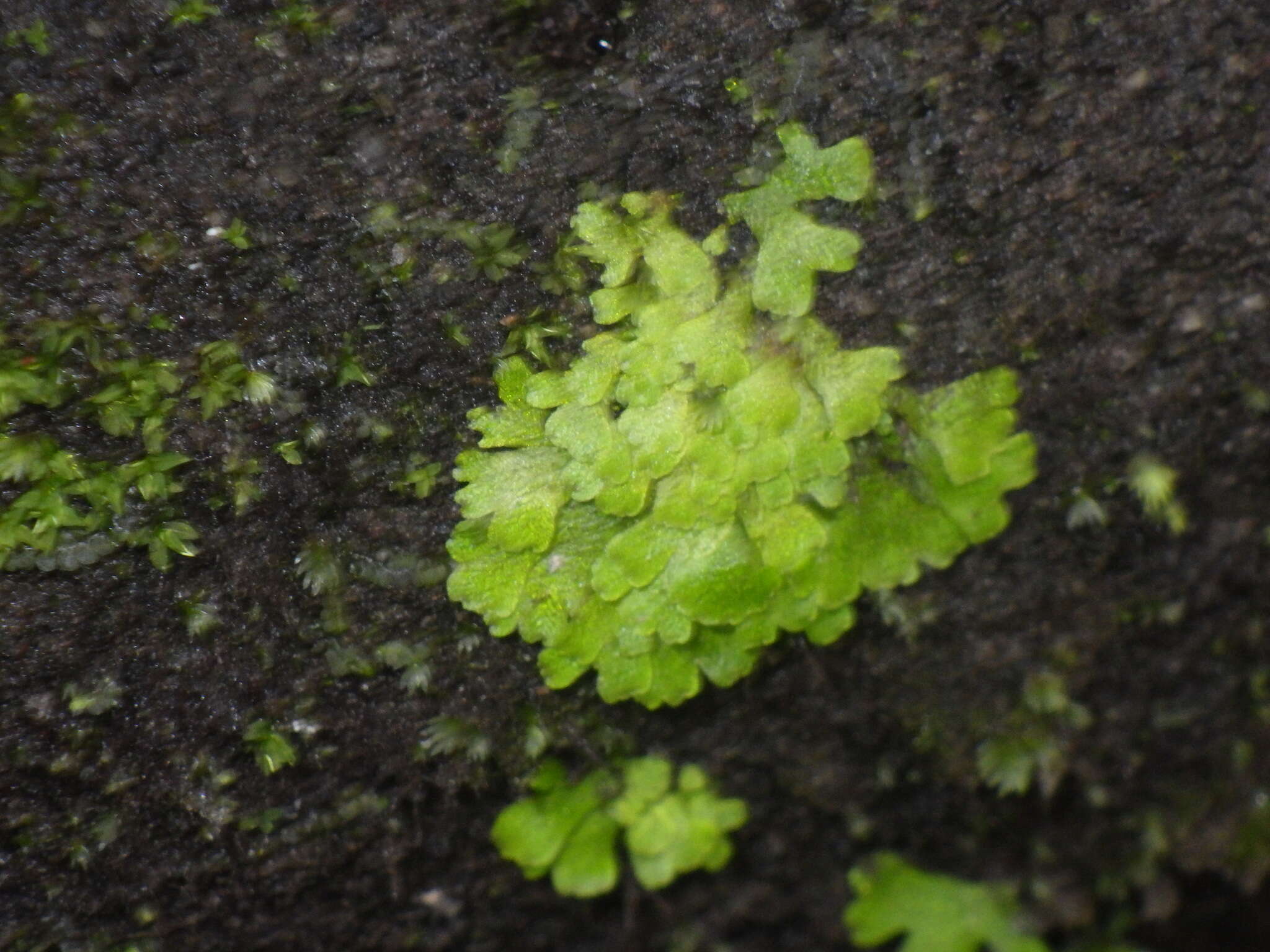 Image of Cyathodium smaragdinum Schiffn.