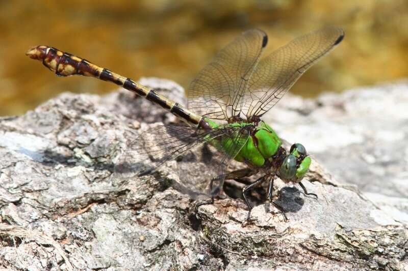 صورة Ophiogomphus westfalli Cook & Daigle 1985