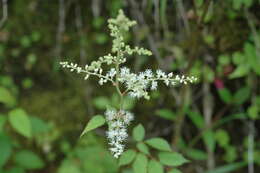 Image de Astilbe longicarpa (Hayata) Hayata