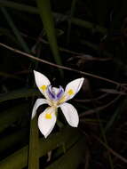 Image of Wild iris