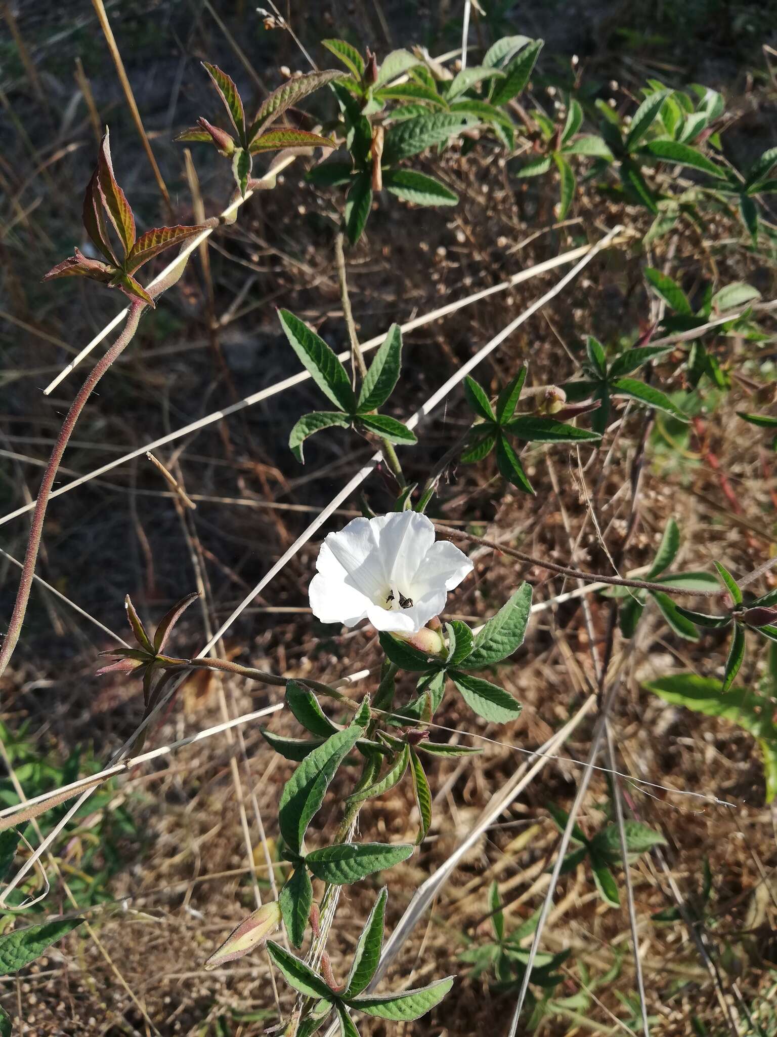 Image of roadside woodrose