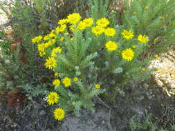 Image of Oedera fruticosa (L.) N. G. Bergh