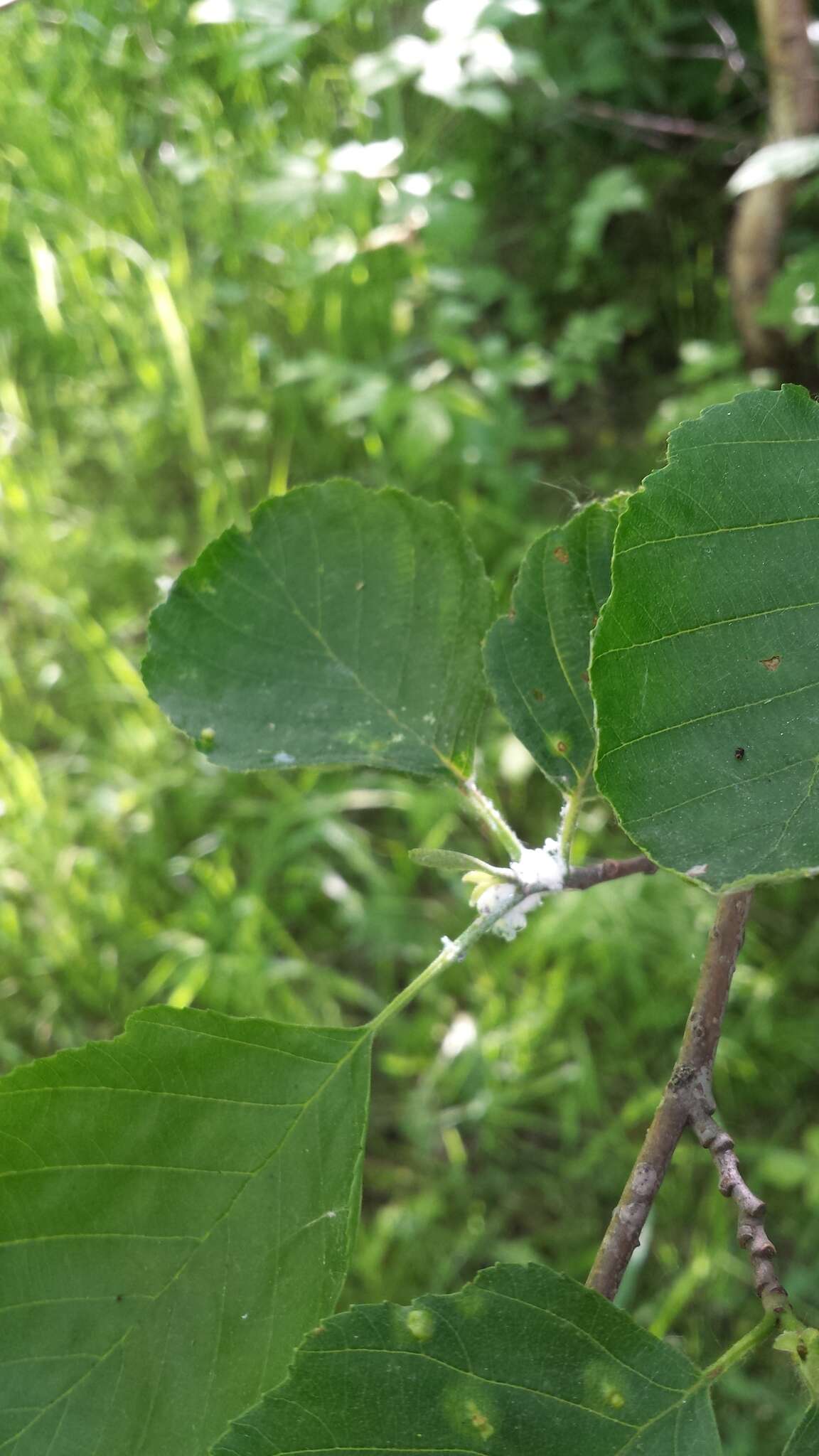 Image of Alnus pubescens Tausch