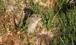 Image of Neodon leucurus (Blyth 1863)