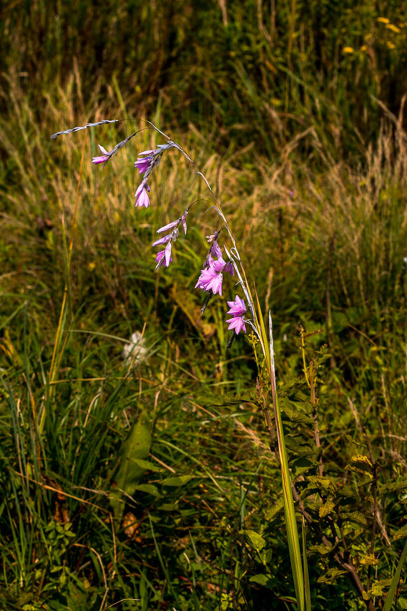 Imagem de Dierama igneum Klatt