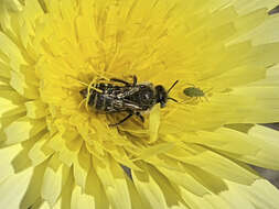 Image of Calliopsis puellae (Cockerell 1933)