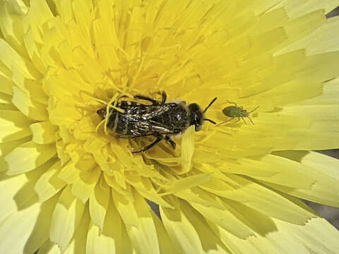 Image de Calliopsis puellae (Cockerell 1933)