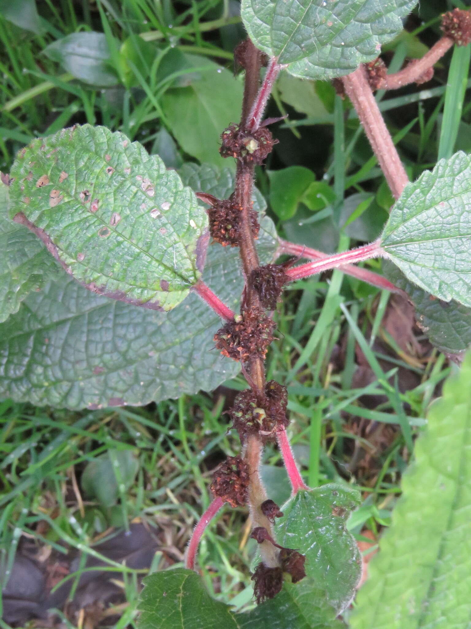 Image of ghostweed