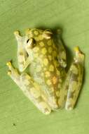 Image of La Palma Glass Frog