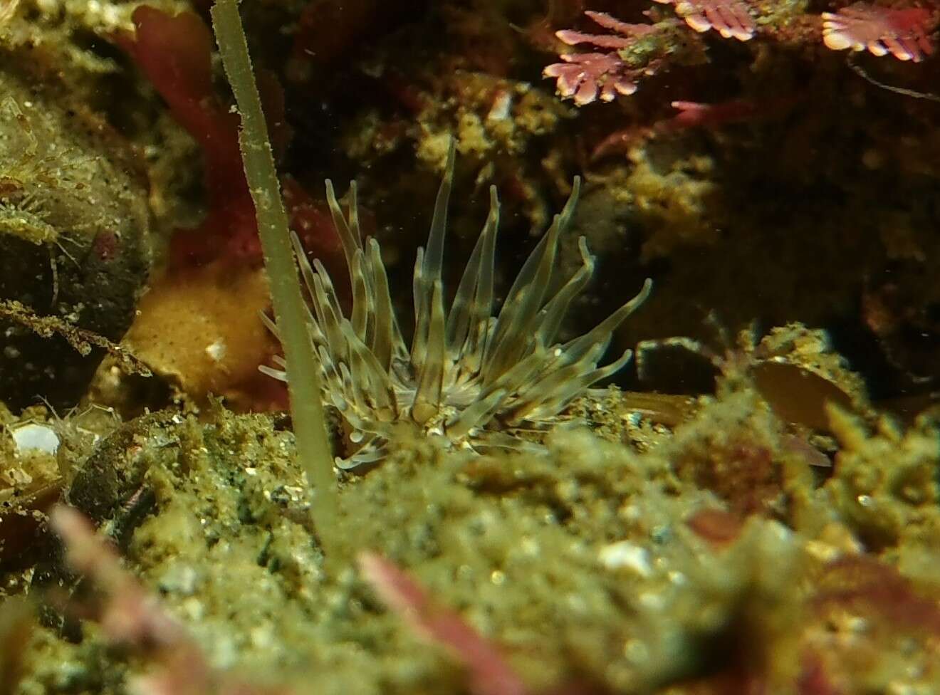 Image of wormy anemone
