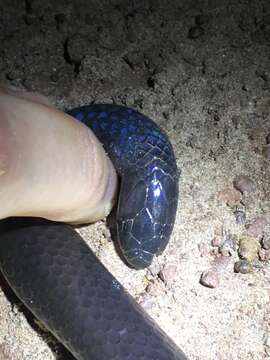 Image of Dull Purple-glossed Snake