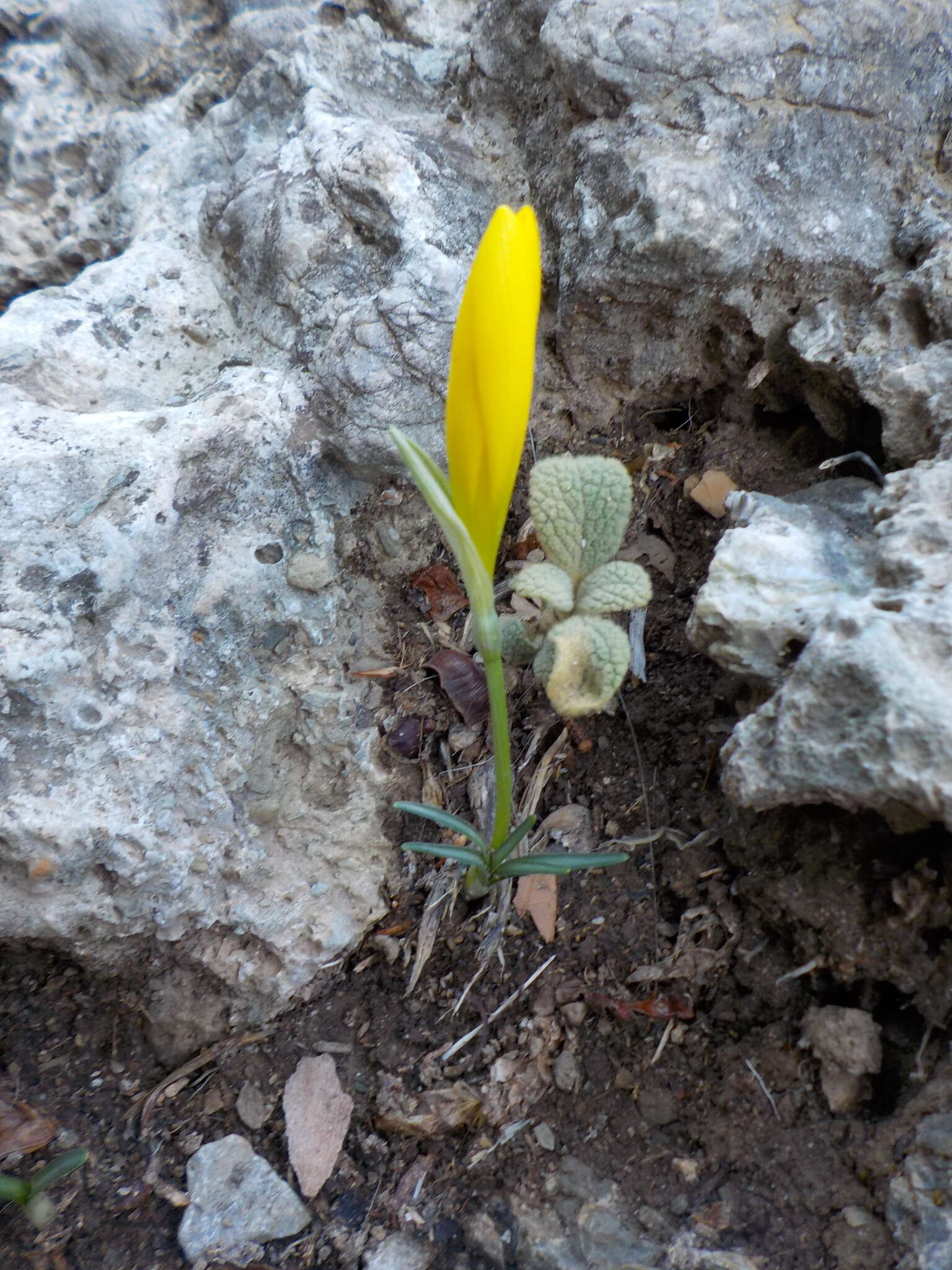 Image of winter daffodil