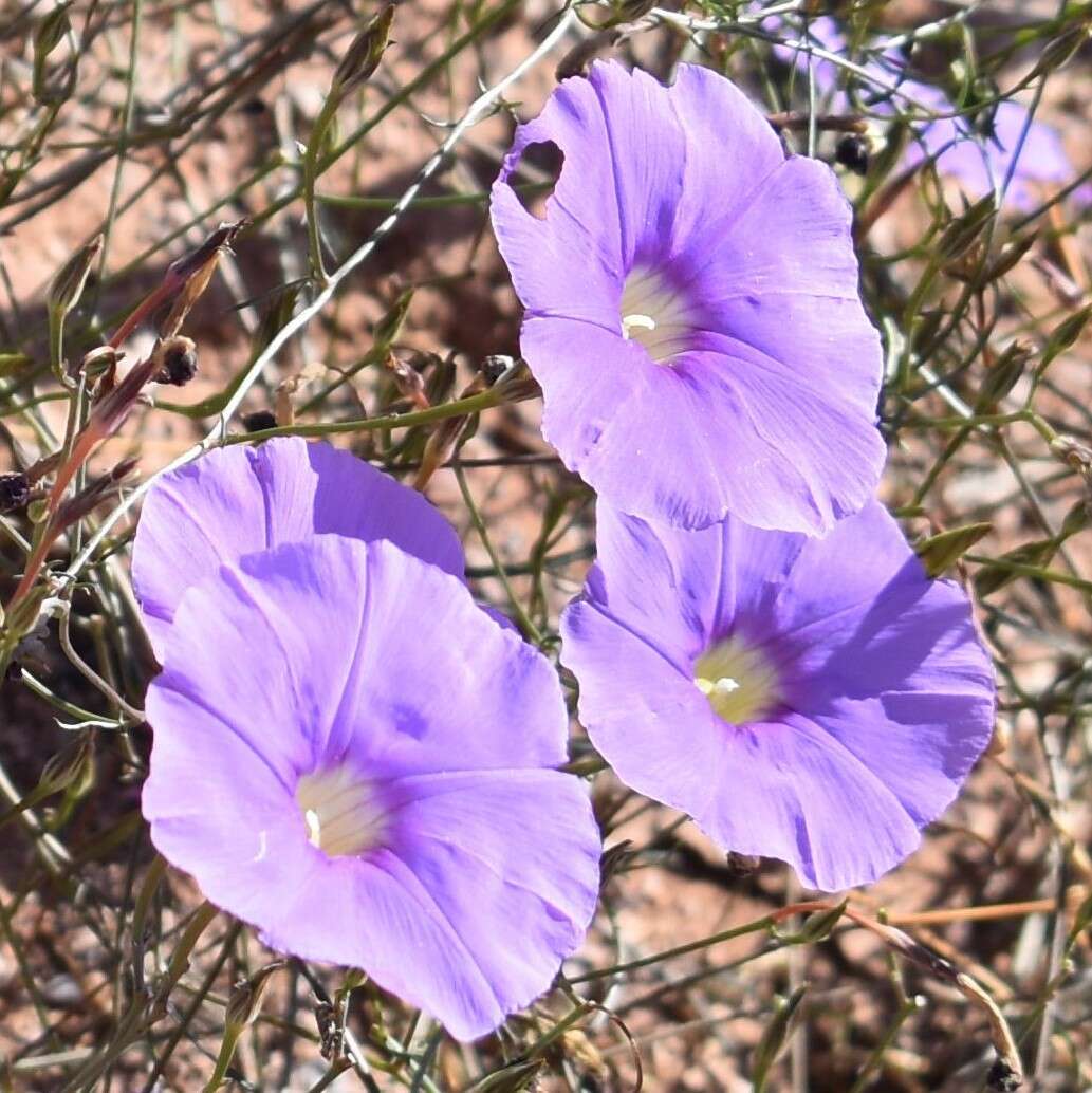 Imagem de Ipomoea ternifolia var. leptotoma (Torr.) J. A. Mc Donald