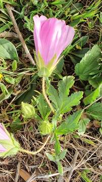 Image of Malope malacoides L.