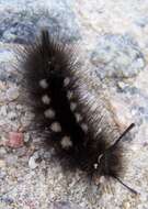 Image of Larch Tussock Moth