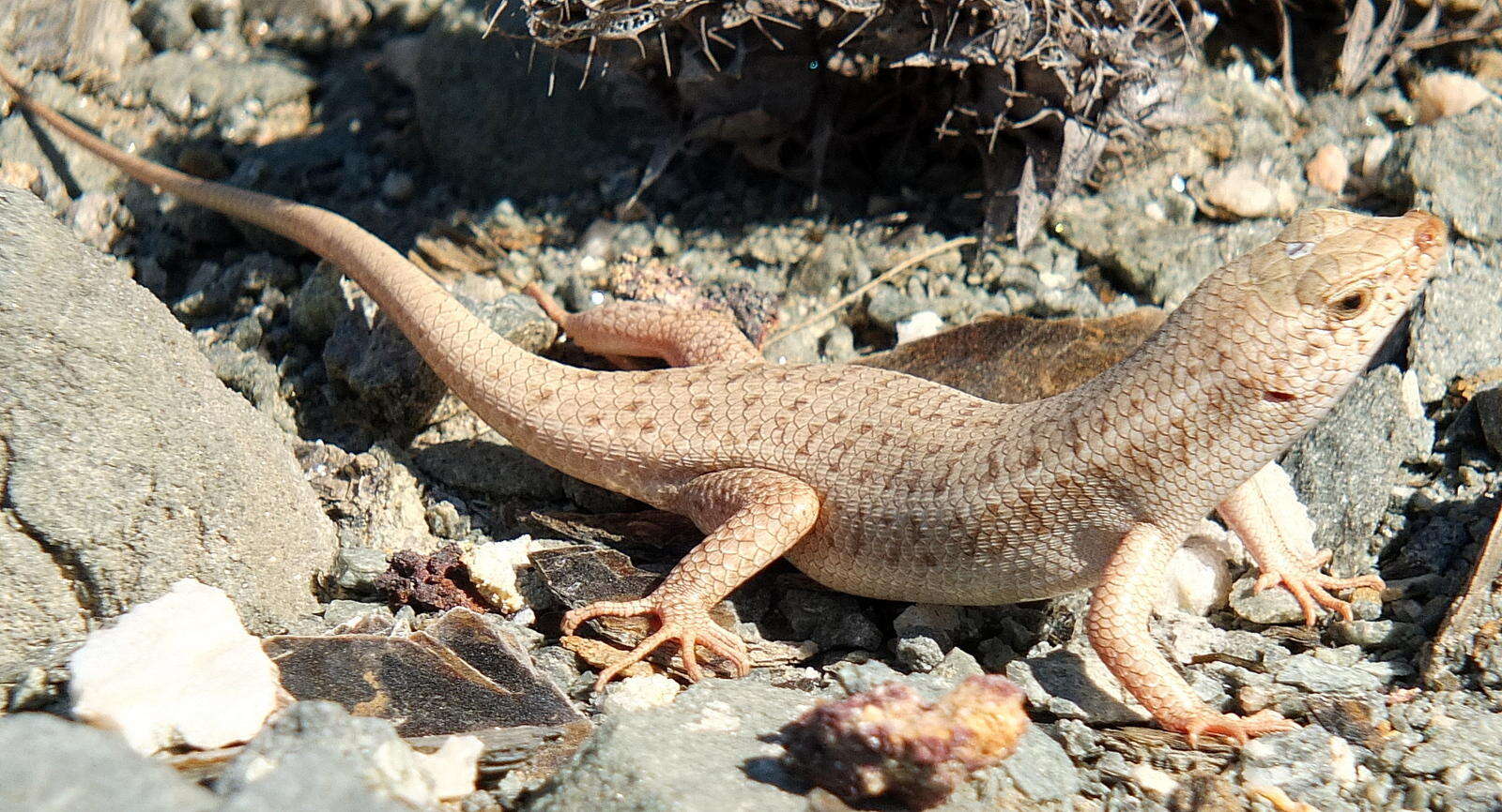 Sivun Trachylepis hoeschi (Mertens 1954) kuva