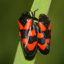 Image of black-and-red froghopper