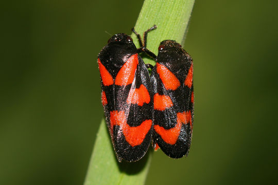 Image of black-and-red froghopper