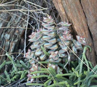 Image of Crassula rupestris subsp. rupestris