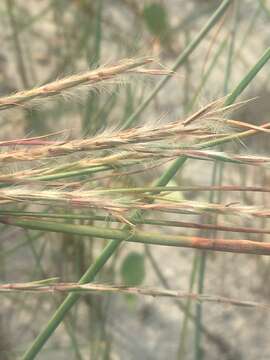 Image of gulf bluestem