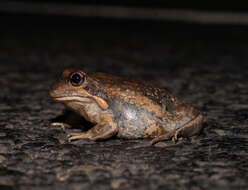 Image of Limnodynastes dumerilii Peters 1863