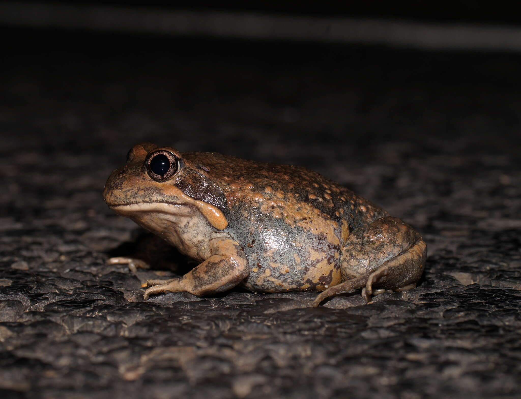 Image of Limnodynastes dumerilii Peters 1863