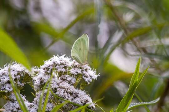 Imagem de Pseudopieris