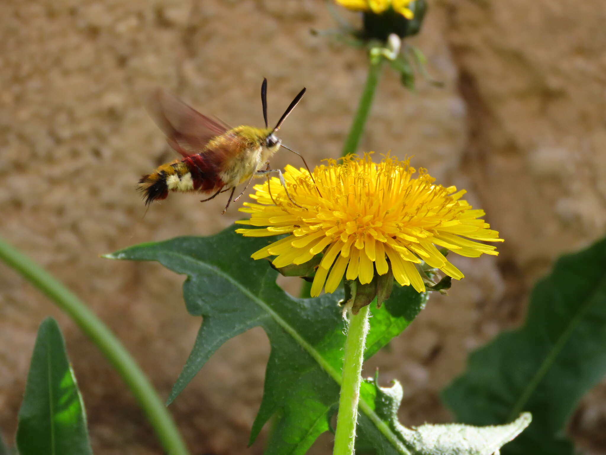 Image of broad-bordered bee hawk-moth