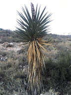 Image of soaptree yucca