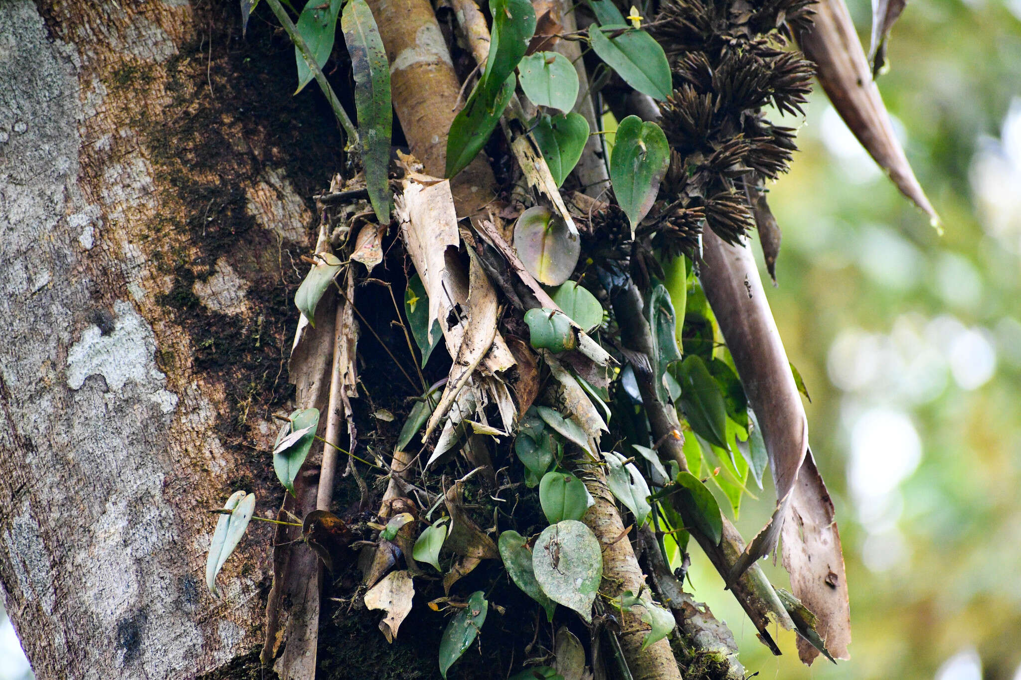 Imagem de Pleurothallis prolaticollaris Luer