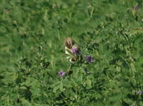 Image of Cisticola juncidis terrestris (Smith & A 1842)