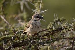 Image of Donaldson Smith's Sparrow-Weaver