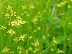 Image of Carex onoei Franch. & Sav.