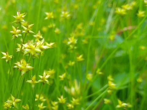 Image of Carex onoei Franch. & Sav.