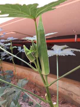 Image of okra