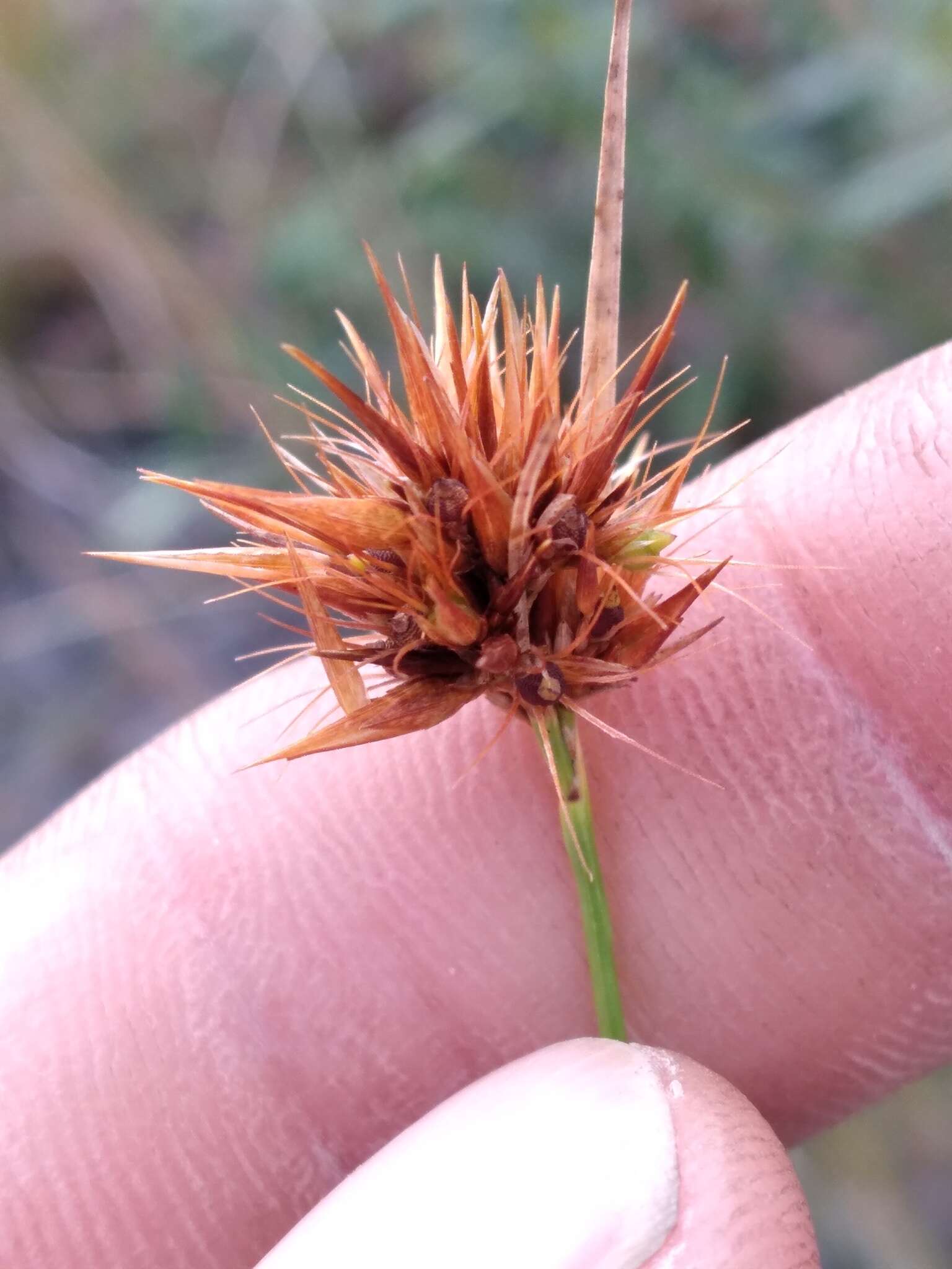 Image of Manatee Beak Sedge