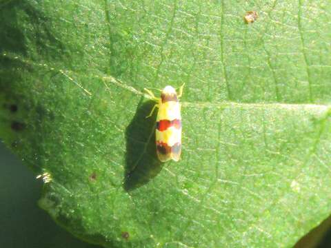 Image of Erythroneura integra McAtee 1920