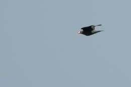 Image of Columba vitiensis halmaheira (Bonaparte 1855)