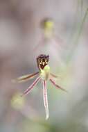 Image of Common dragon orchid