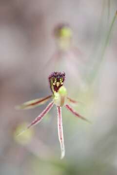 Image of Common dragon orchid