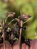 Image of Canadian Wild Lovage