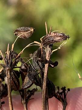 صورة Ligusticum canadense (L.) Britt.