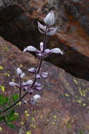 Image of Syncolostemon albiflorus (N. E. Br.) D. F. Otieno