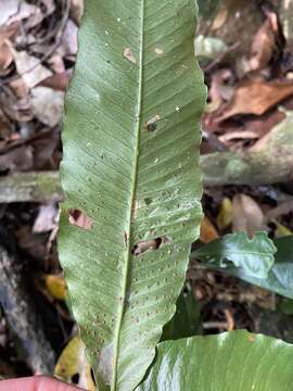 Lastreopsis poecilophlebia (Hook.) Labiak, Sundue & R. C. Moran resmi