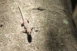 Image of Angulated dwarf gecko