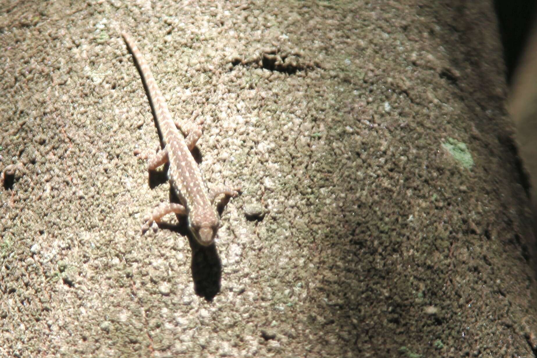 Image of Angulated dwarf gecko