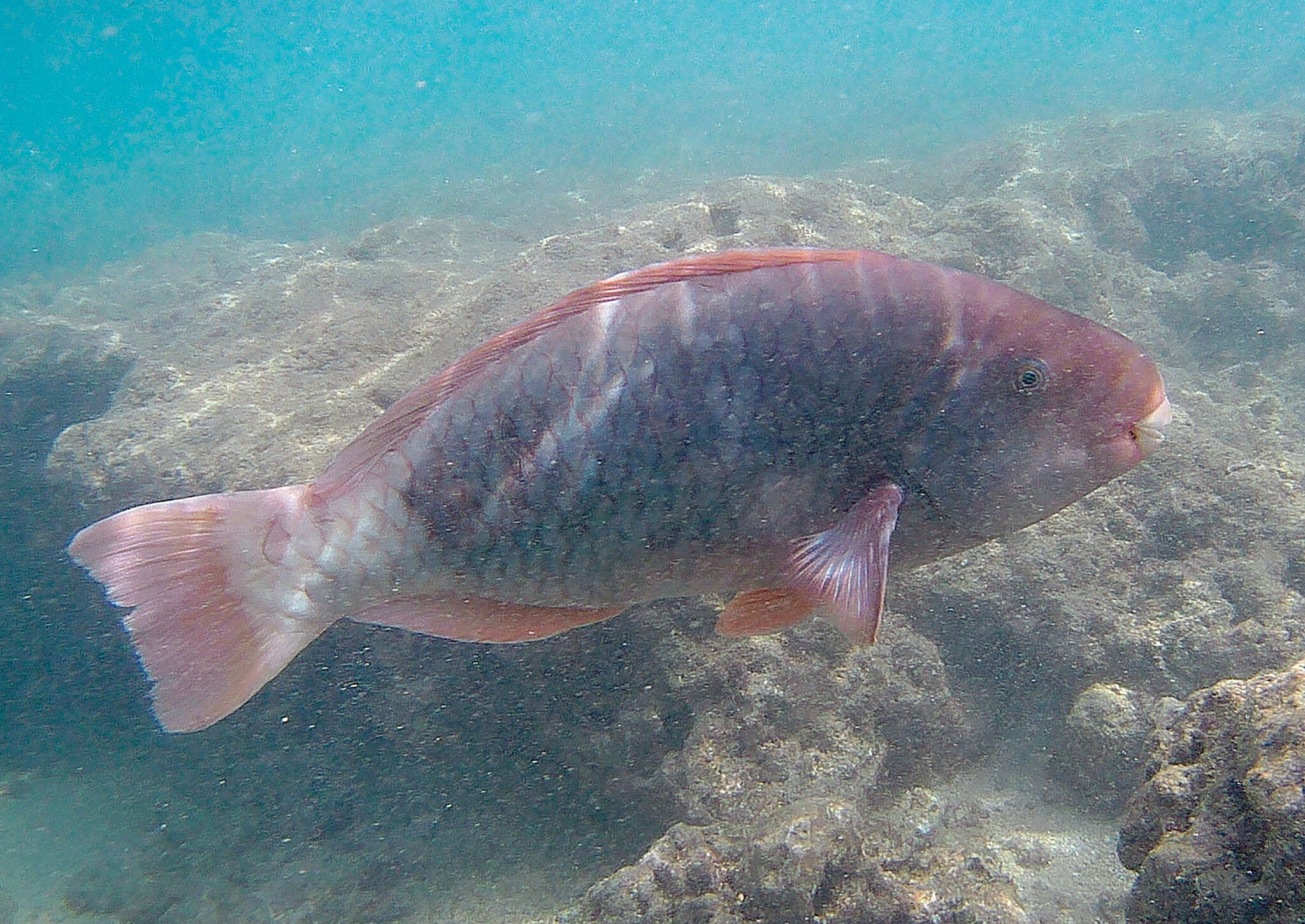 Image of Spectacled Parrotfish