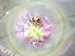 Image of Bombus pyrenaeus Pérez 1879