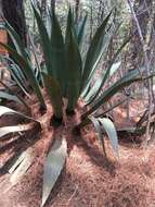 Sivun Agave hookeri Jacobi kuva